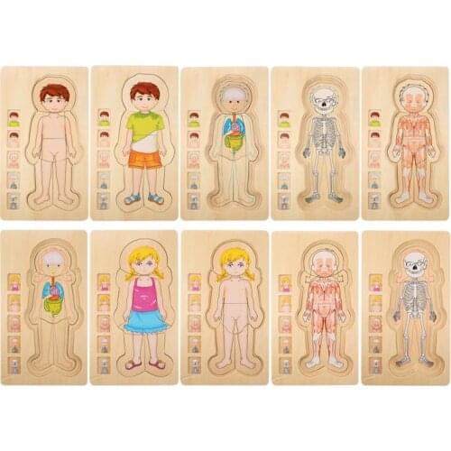New Wooden Human Body Puzzle Toys Boys Girls Body Structure Wooden Multi-layer Puzzles Early Educational Toys For Children Kids