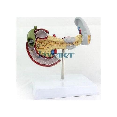 Human Anatomical Pancreas Duodenum Spleen Anatomy Medical Pathology Model