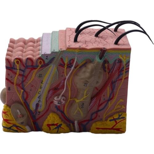 Skin Model,Skin and Hair Structure Enlarge Model Anatomical Model Anatomy for Science Classroom Study Display Teaching Model