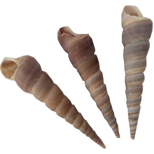 5pcs Natural shell, sea snail shell, aquarium, fish tank, landscape decoration, gift, table setting natural sea conch