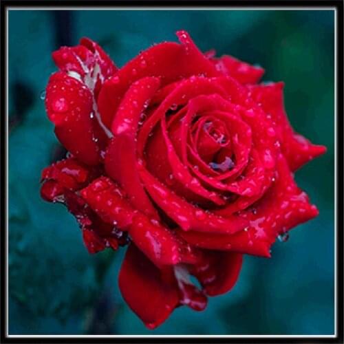 Flower DIY 11CT Embroidery Cross Stitch Kits Needlework Craft Set Cotton Thread Printed Canvas Home Decoration Dropshipping