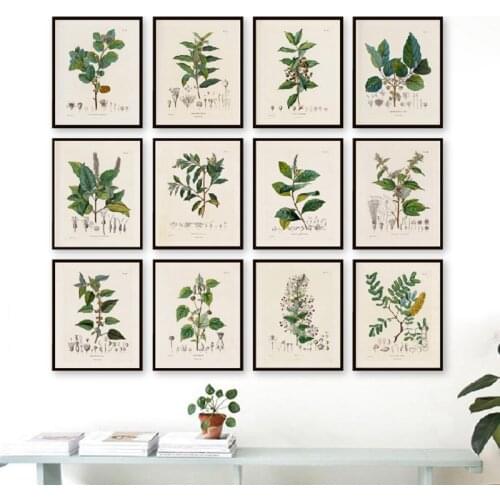 Botanical Studies Vintage Posters and Prints Antique French Plant Illustrations Canvas Painting Botany Wall Art Pictures Decor