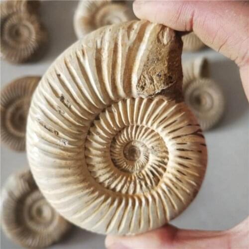 NATURAL BIG DOUVILLEICERAS AMMONITE FOSSIL CONCH \Free Shipping 150-200g