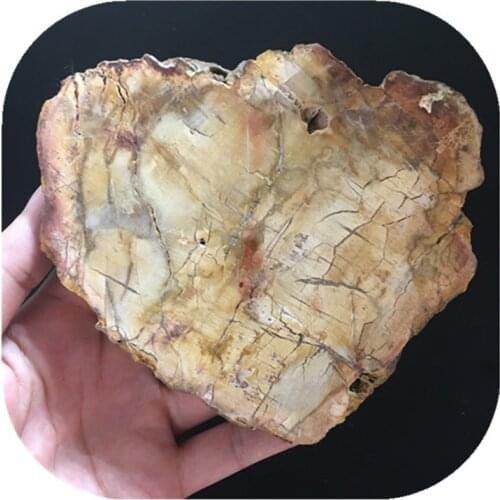 Wood Fossil Slice Gemstone Minerals Crystals Gems Healing Reiki For Sale