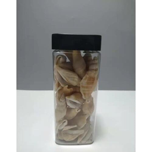 Natur Mediterranean decorative natural conch shells Beach scallops Bottled conch