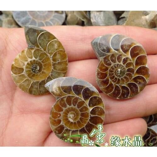 1LB/Lot Natural Rainbow Split Ammonite Fossil Cut in Half from Madagascar healing. Wholesales Price, Free Shipping