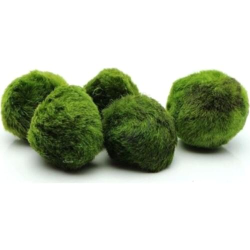 10pcs/lot Diameter 3-4cm Living Green Algal Bulb Small Ball Aquarium Fish Tank Landscape Foreground Grass Ornament Wholesale