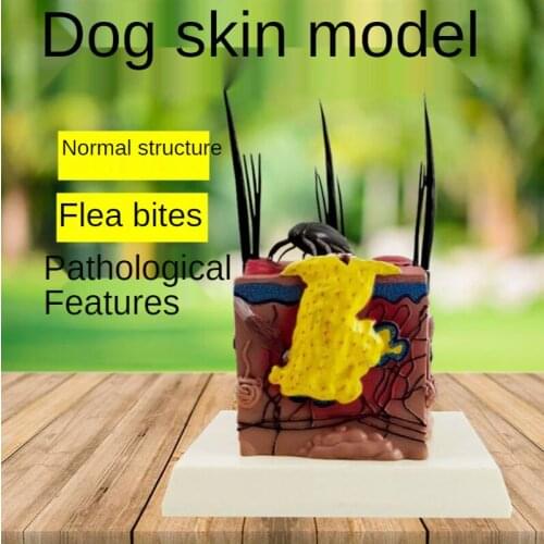 Skin flea model dog skin anatomy pathology hair subcutaneous tissue dog knee simulation leg bone ear
