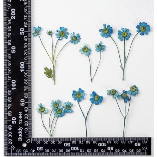 120pcs Pressed Dried Flower Blue Chamomilla Herbarium For Epoxy Resin Face Make UP Nail Art Jewelry Bookmark Phone Case DIY