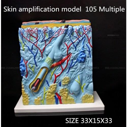 Medical teach Skin amplification model 105 Multiple Skin Tissue Structure Amplification Model Human Tissue Organs Medical Models
