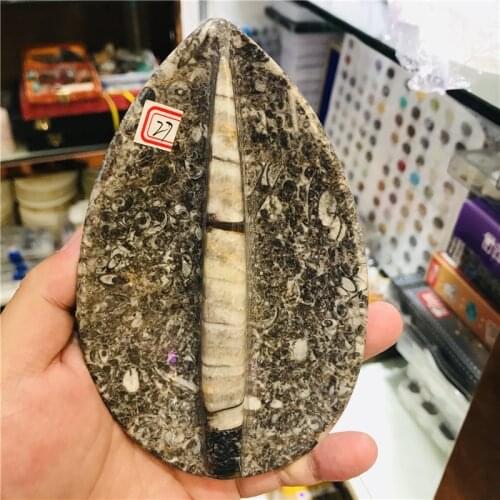 Natural crystal fossil right Angle fossil specimen collection