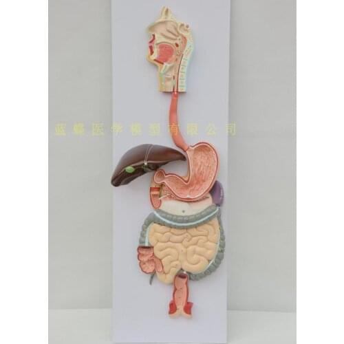 Human Digestive System Model Digestive Tract Gastric Profile Nasopharyngeal Large and Small Intestine Gastric Anatomical Model