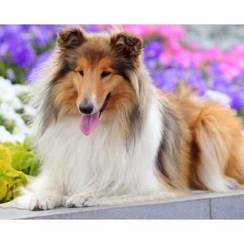 5D Full Square/Round Drill Diamond Painting DIY Diamond Embroidery Art Dog Cross Stitch Animal Handicraft Home Decoration Kit