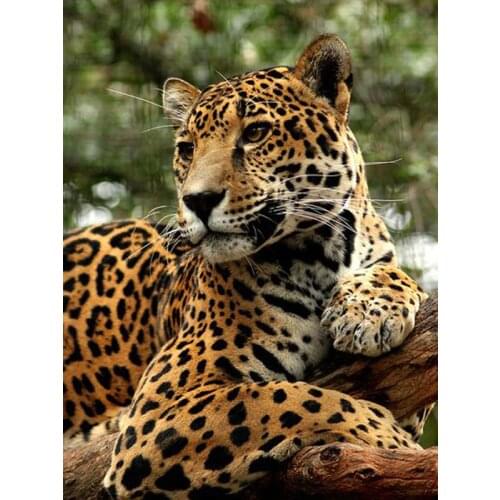 100% Full DIY 5D Diamond Painting Animal Cross Stitch Diamond Embroidery Cheetah resin Diamond Mosaic wall decor painting