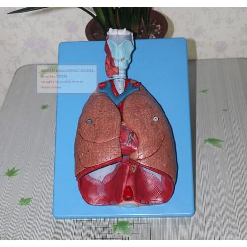 Larynx, Heart and Lung,Respiratory System Anatomical Model,Throat Heart Lung Model