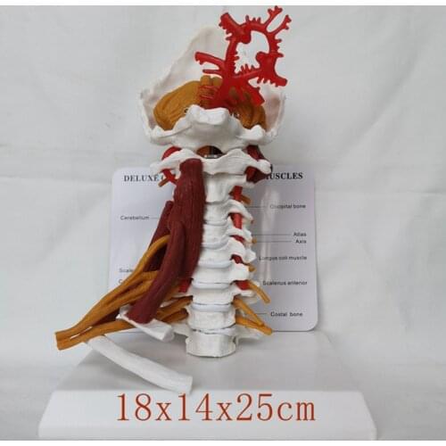 1:1 Life Size Cervical Vertebrae Model Cervical and Vertebral Body Spine Human Anatomy Spinal Cord Sketelon Medical Teaching