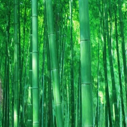 Dropship Fatman Wall Paper 3d Bamboo Forest Scenery Wall Papers Home Decor Living Room Decoration Mural Papel De Parede