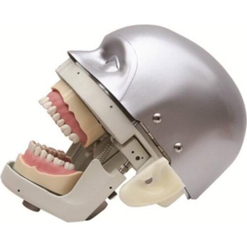 Dental Simulator Manikin Phantom Head demonstrations practical exercises