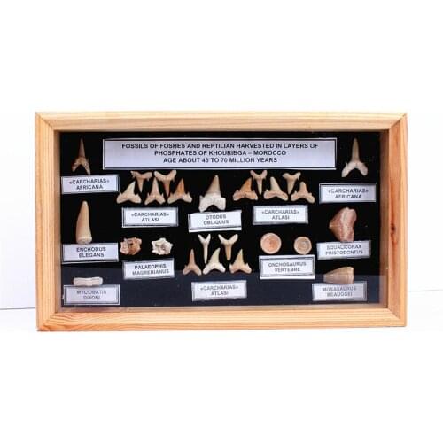 Natural marine animals Fossil shark teeth Photo frame office study fossil ornaments