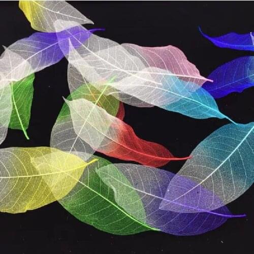 100pcs 15-18cm Preserved Magnolia Skeleton Veins Leaves For Flower Arrangement Wedding Christmas Party Home Garden Decoration