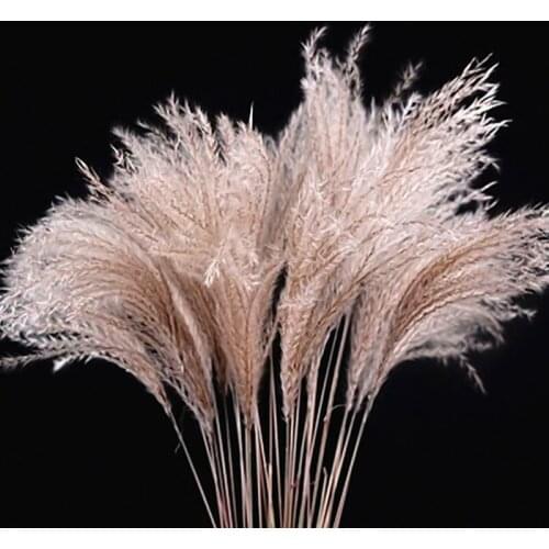 30pcs Natural Pampas Reed Grass Bunch Home Wedding Decor Dried Flower Bouquet Tabletop Decoration Dried Flowers