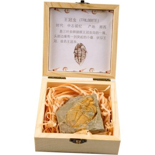 Trilobites Crown Insect Tail Fossil Stone Teaching Science Teaching Aid