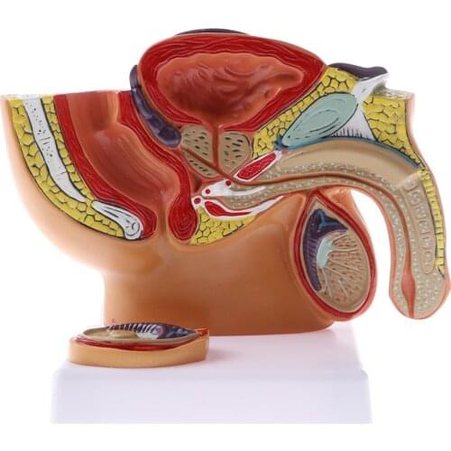 1: 2 Basin Prostate Model Human Male Urinary System Medical Anatomical Model School Teaching Tool Learning Display Lab Supplies