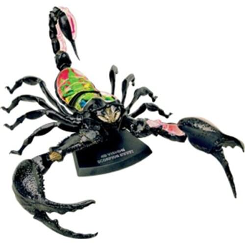 4D Scorpion Intelligence Assembling Toy Animal Organ Anatomy Model Medical Teaching DIY Popular Science Appliances