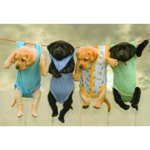 NEW 5D DIY Diamond Painting Cross Stitch Clothesline dog Crystal Needlework Diamond Embroidery Animal Home Decorative HL632