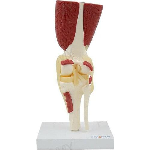 1:1 large human knee joint with muscle ligament bone model knee bone movement system medical teaching orthopedics