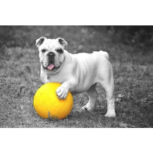 Picture to Canvas Painting Animal Oil Painting for Home Decoration Wall Art A Dog Playing with A Ball Hand Painted High Quality