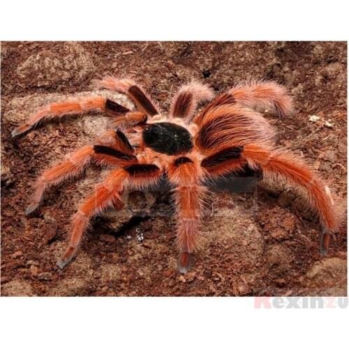 Kexinzu Full 5D DIY Square/Round Drill Diamond Painting "spider Animal" 3d Diamond Embroidery Cross Stitch Decor Gift Ke19