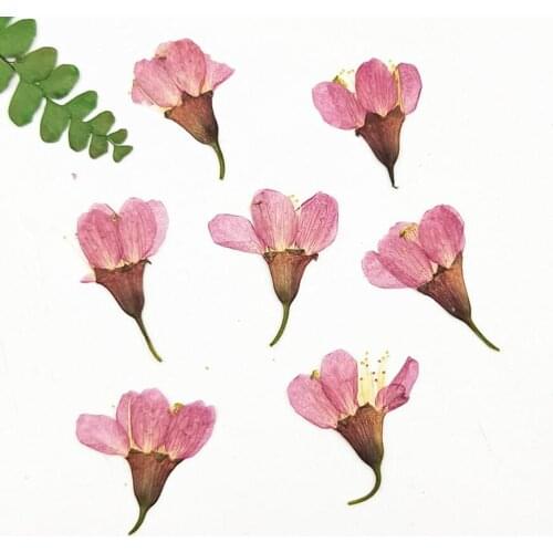60pcs 2-3cm Pressed Dried Cherry blossoms Sakura Flower Plants Herbarium For Epoxy Resin Jewelry Making Face Makeup Nail Art DIY