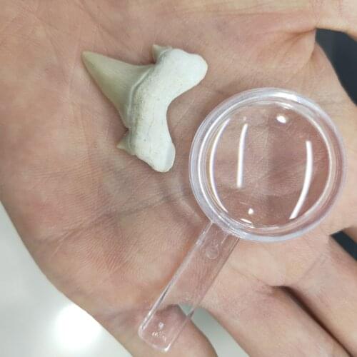 Shark tooth Fossil Specimen collection with simple magnifying glass view Decoration Marine Science Teaching Materials