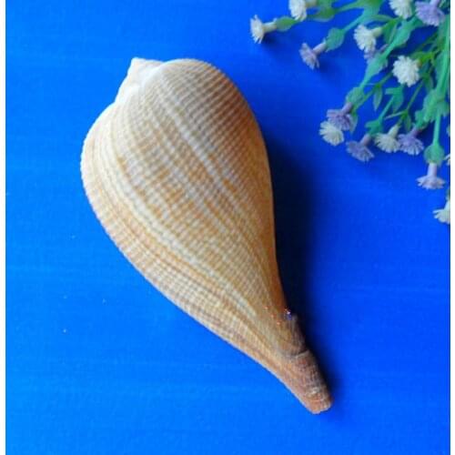 Aquarium Landscape Natural Seashells Decorations Scallop Shells Jewelry Crafts Wall Decor Ornament Conch