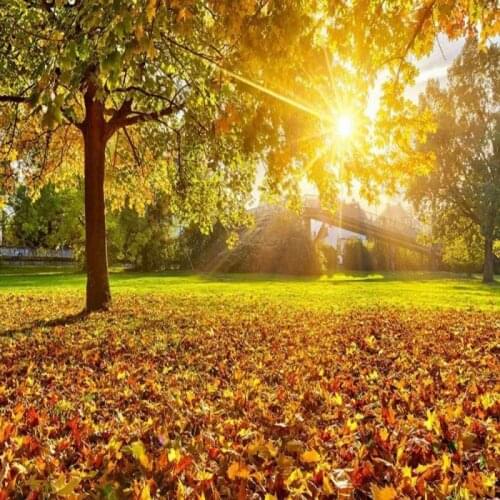 Dropshipping Colomac Custom Mural Wallpaper Sunny Natural Scenery Beautiful Leaves Wallpaper Forest Papier Peint 3d Home Decor