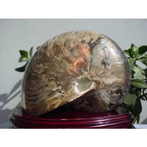 2695g Ammonite Nautilus Shell Jurrassic Fossil Specimen Madagascar