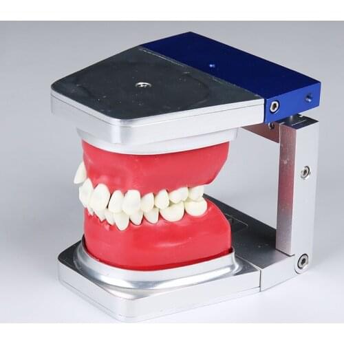 Dental Typodont practice modelDental Typodont Teeth Model With Removable Teeth Teaching Tooth Model 8017