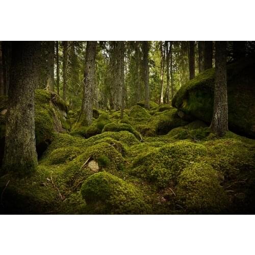 Rain forest photo backgrounds vinyl wonderland Photography backdrop for child photo Studio Video accessories photophone lv-829