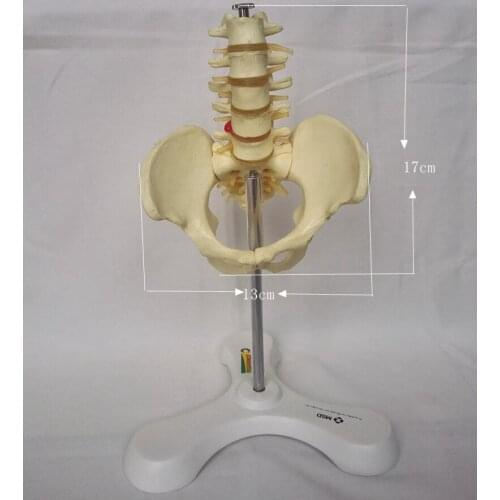 Medium Human pelvis model Skeleton skeleton Medical teaching model free shipping