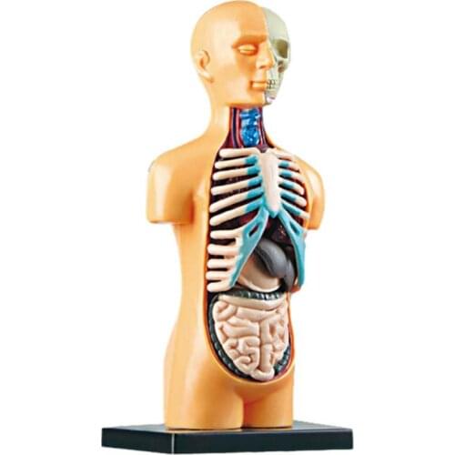 Simulation Human Skeleton Model Teaching Aid Set Science Education Student DIY Assembled Educational Toys