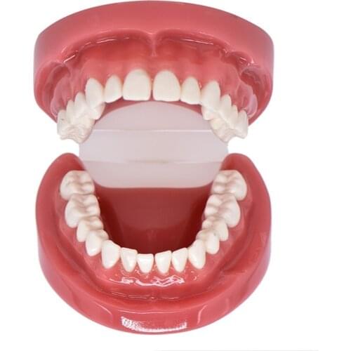Dental Hard Gums Teaching Model Not detachable Dentition Upper Lower Jaw Model Dental Adult Standard 1:1 Practice Model