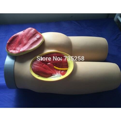 Advanced Hip Intramuscular Injection And Anatomical Structure Model,Coxal Muscle Injection Model