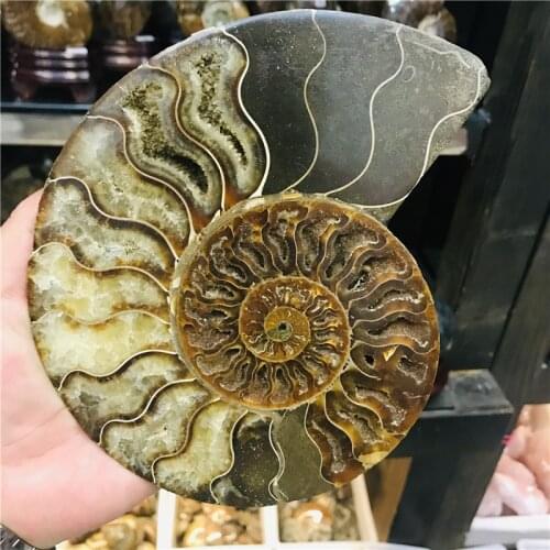 Big size madagascar fossils iridescent ammonite natural stones and minerals specimen beautiful Christmas present