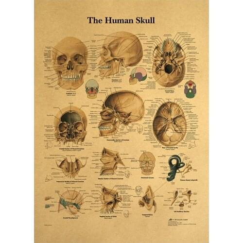Fashion the human head bone Structural anatomy Vintage kraft paper poster Wall sticker print painting home decor