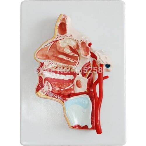 Model of the Head,Facial anatomical model,Head Anatomical Model