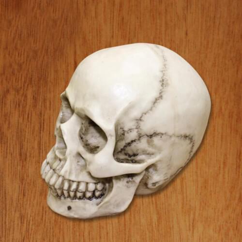 1:1 Resin Skull Sculpture Education Painting dedicated Medical Model Realistic Life Size Home Accessories Halloween Deco 10600gE