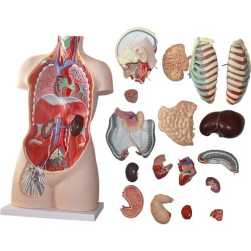 85CM 17 part human torso anatomical model human organs visceral model Trunk anatomy model