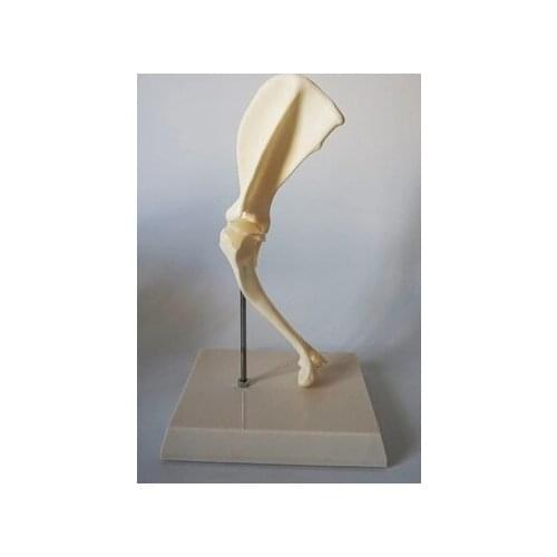 Animal bones model Veterinary teaching aids Model of dog elbow joint dog skeleton