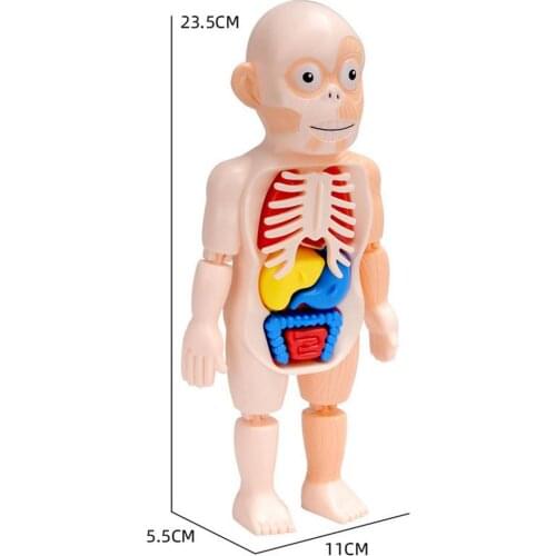 Kid Montessori 3D Puzzle Human Body Anatomy Model Educational Learning Organ Assembled Toy Body Organ Teaching Tool For Children
